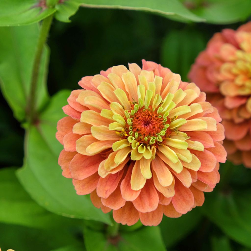 Graines de Zinnia elegans Queeny Lime Orange