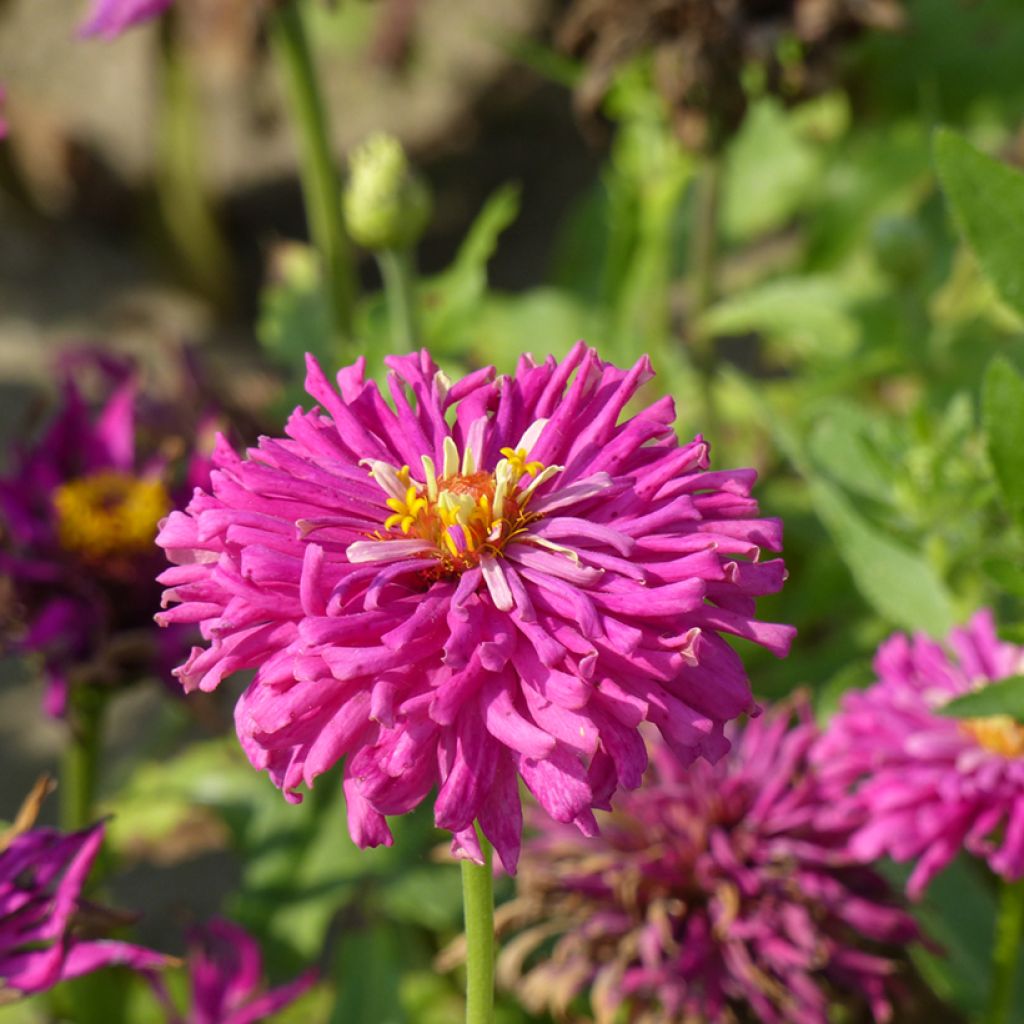 Graines de Zinnia elegans Lilac Empress