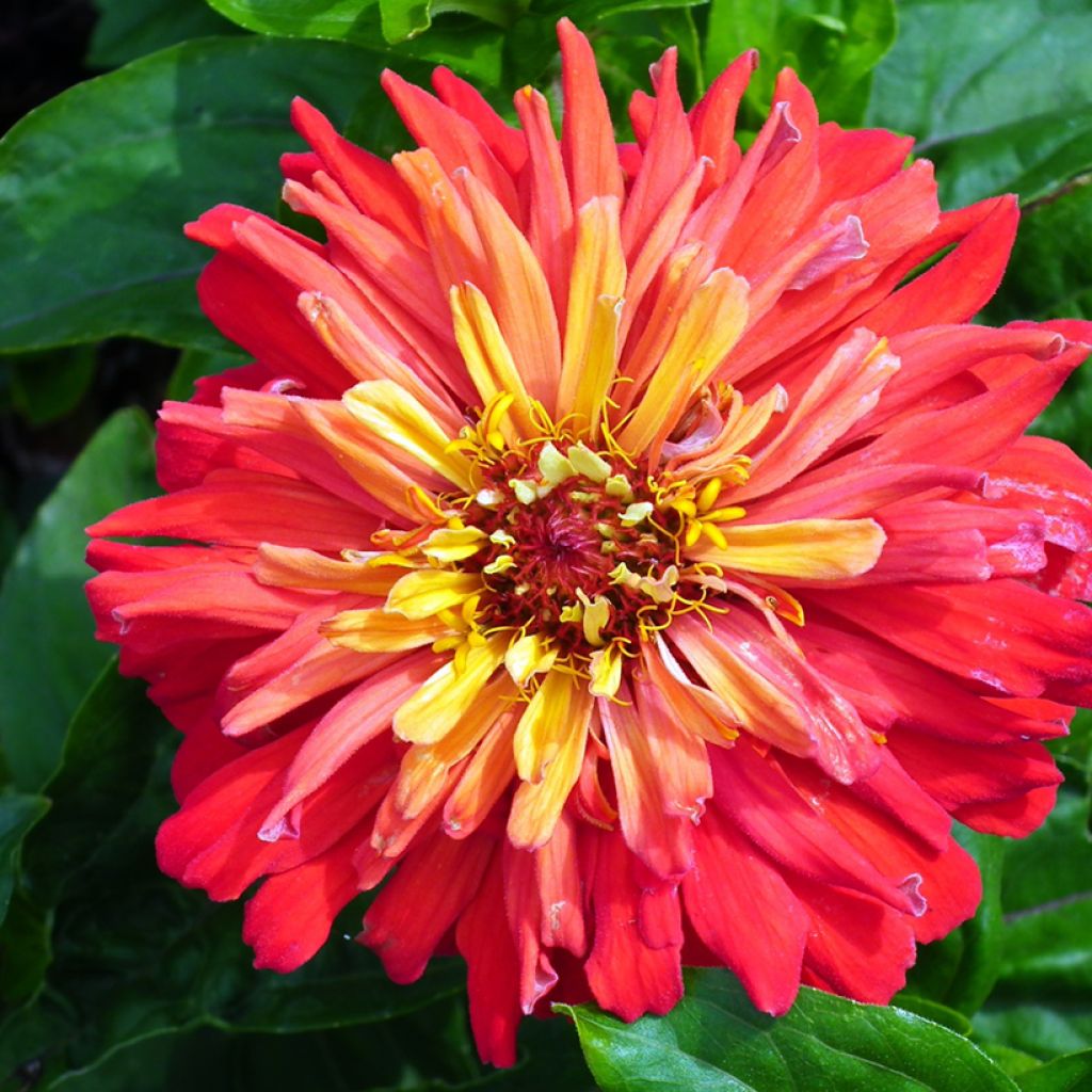 Graines de Zinnia elegans Señora