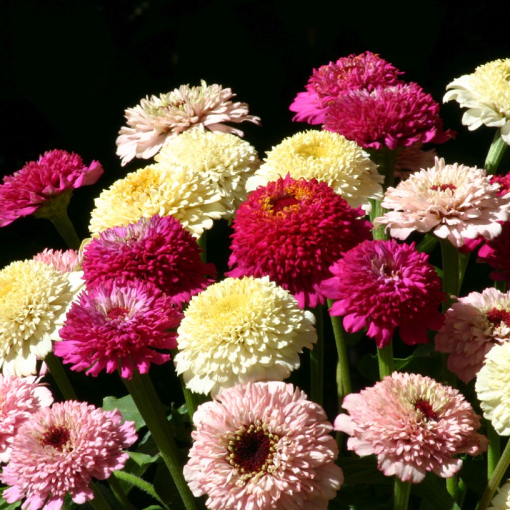 Graines de Zinnia elegans Zinderella Fashion