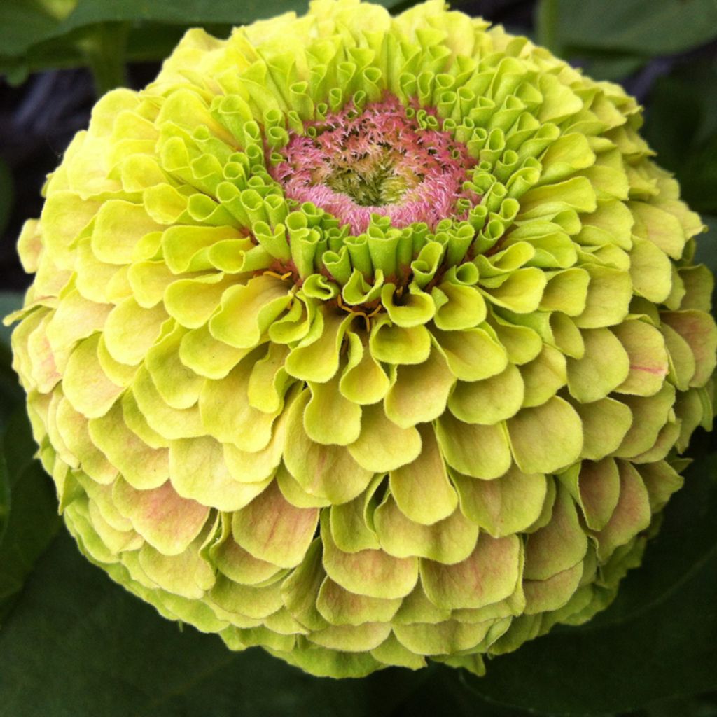 Graines de Zinnia elegans Queen Lime with Blotch