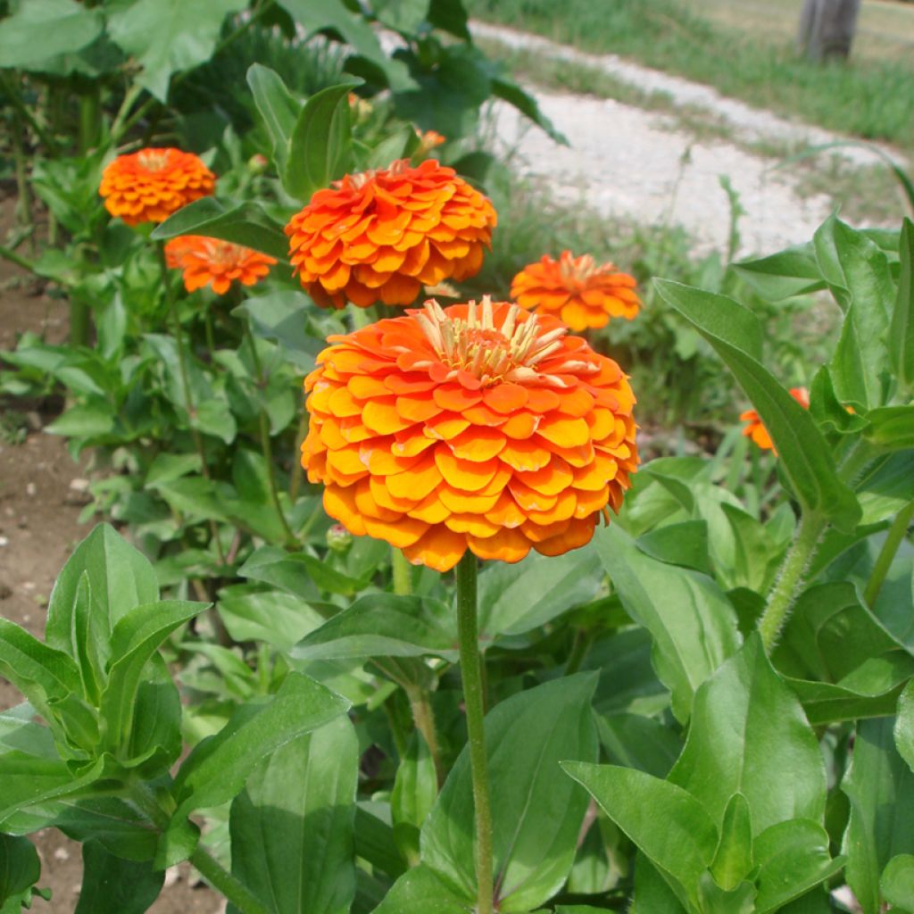 Graines de Zinnia elegans Queen Pure Orange