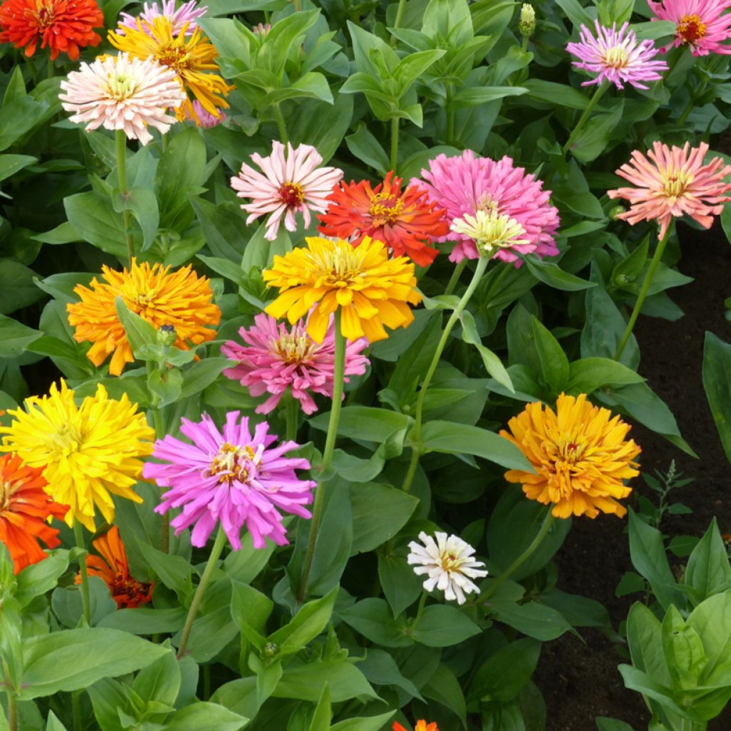 Graines de Zinnia elegans à fleur de Chrysanthème en mélange