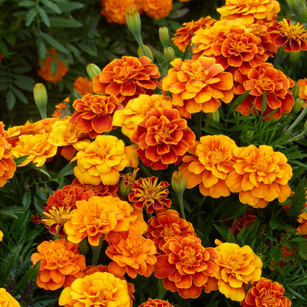 Graines d'oeillet d'Inde nain Reine Sophie BIO - Tagetes patula