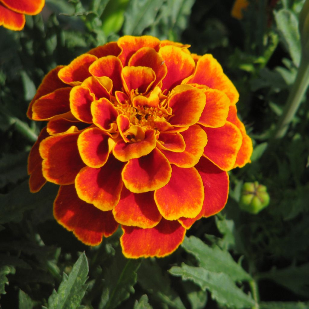 Graines d'oeillet d'Inde nain Reine Sophie BIO - Tagetes patula