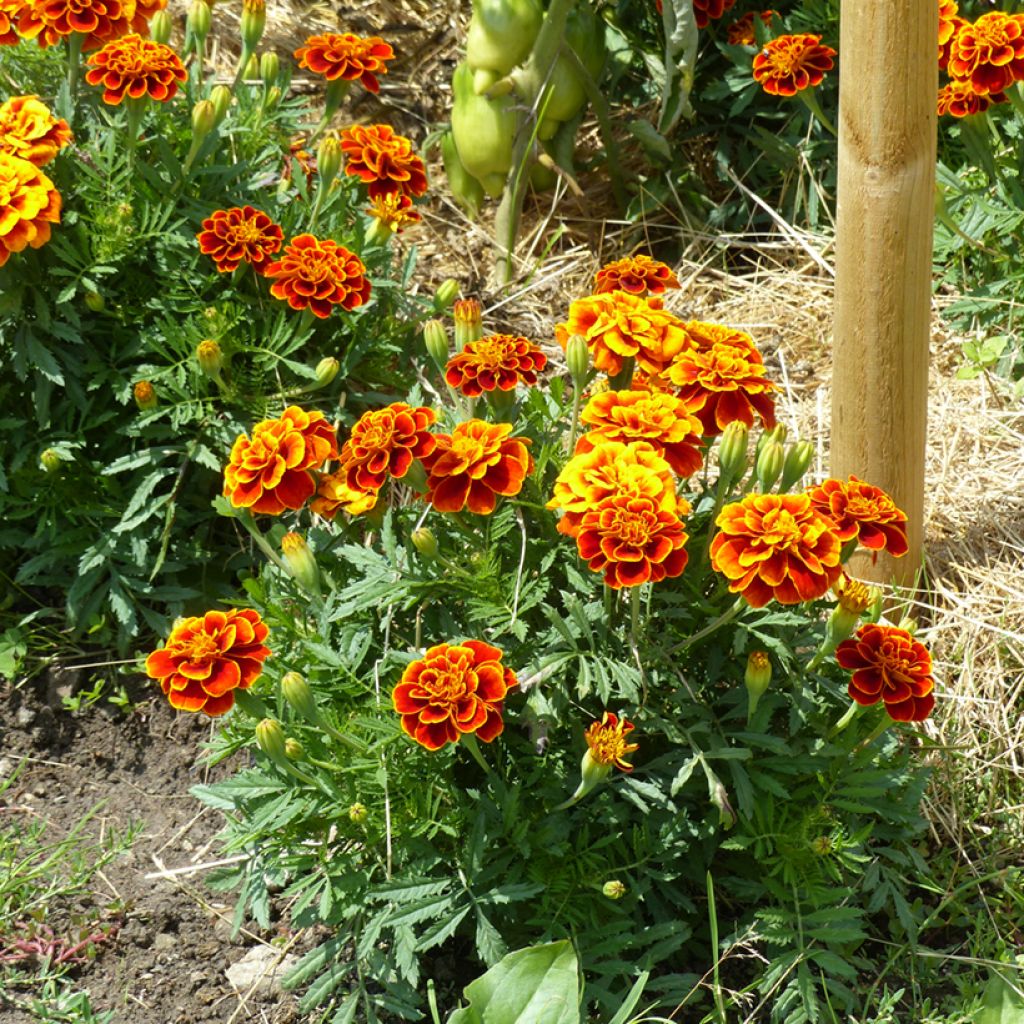 Graines d'oeillet d'Inde nain Reine Sophie BIO - Tagetes patula