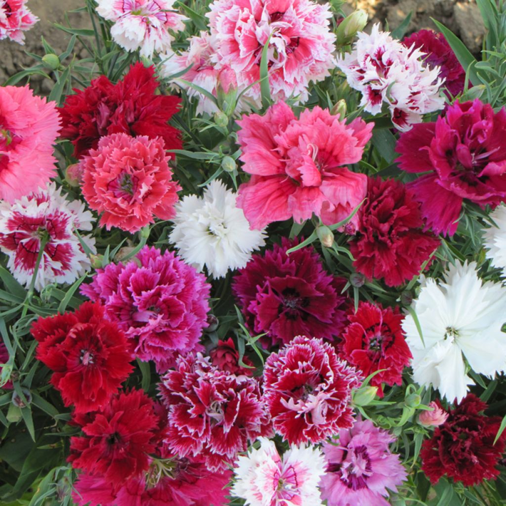 Graines d'Œillet de Chine double Imperial Mix - Dianthus chinensis