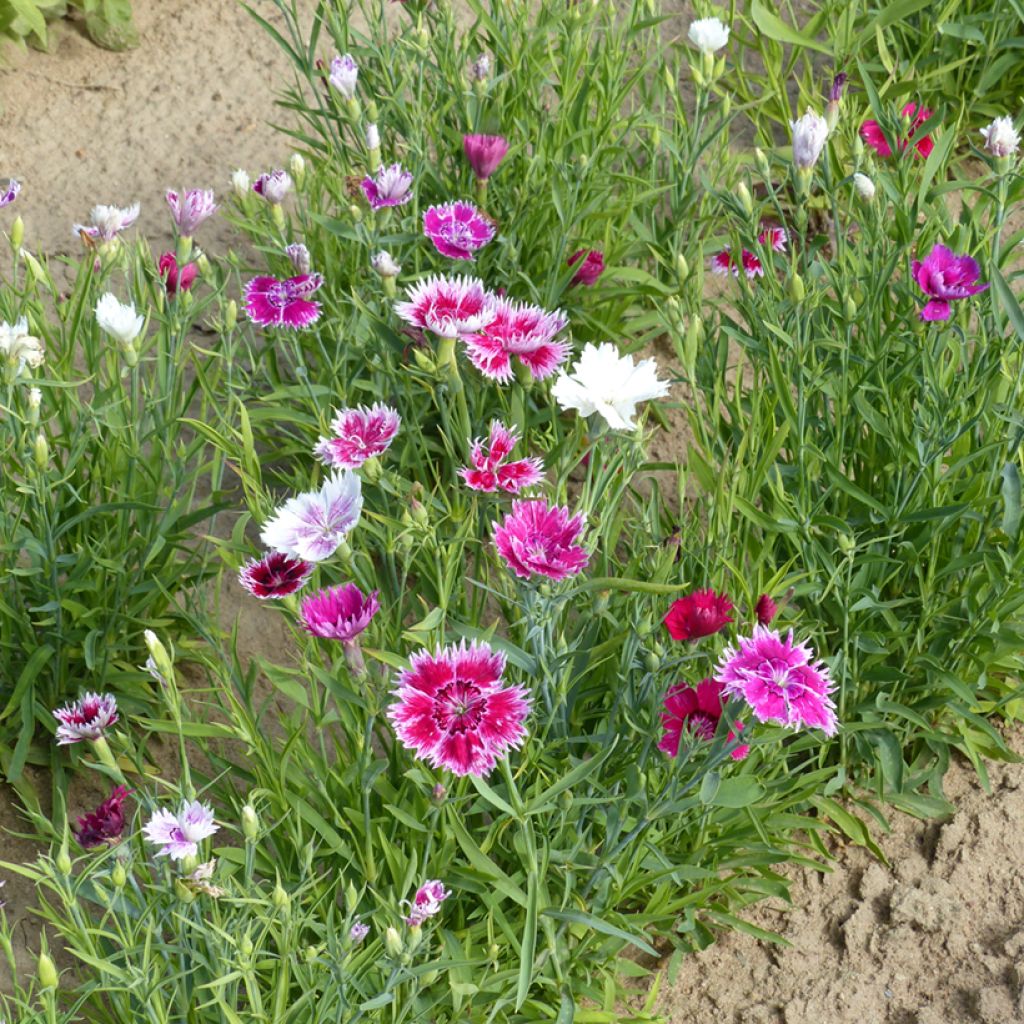 Graines d'oeillet de Chine Gaiety single Mix- Dianthus chinensis var. heddewigii