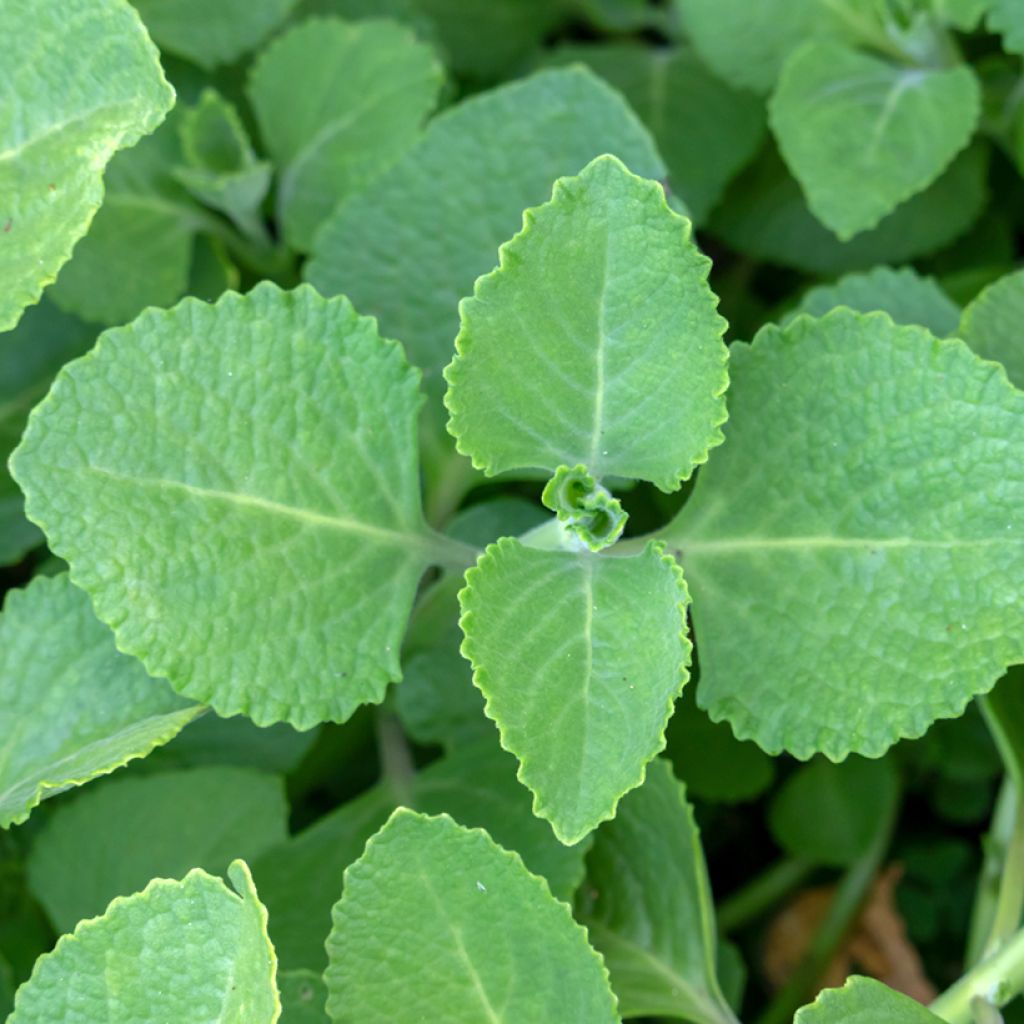 Gros thym antillais - Plectranthus amboinicus