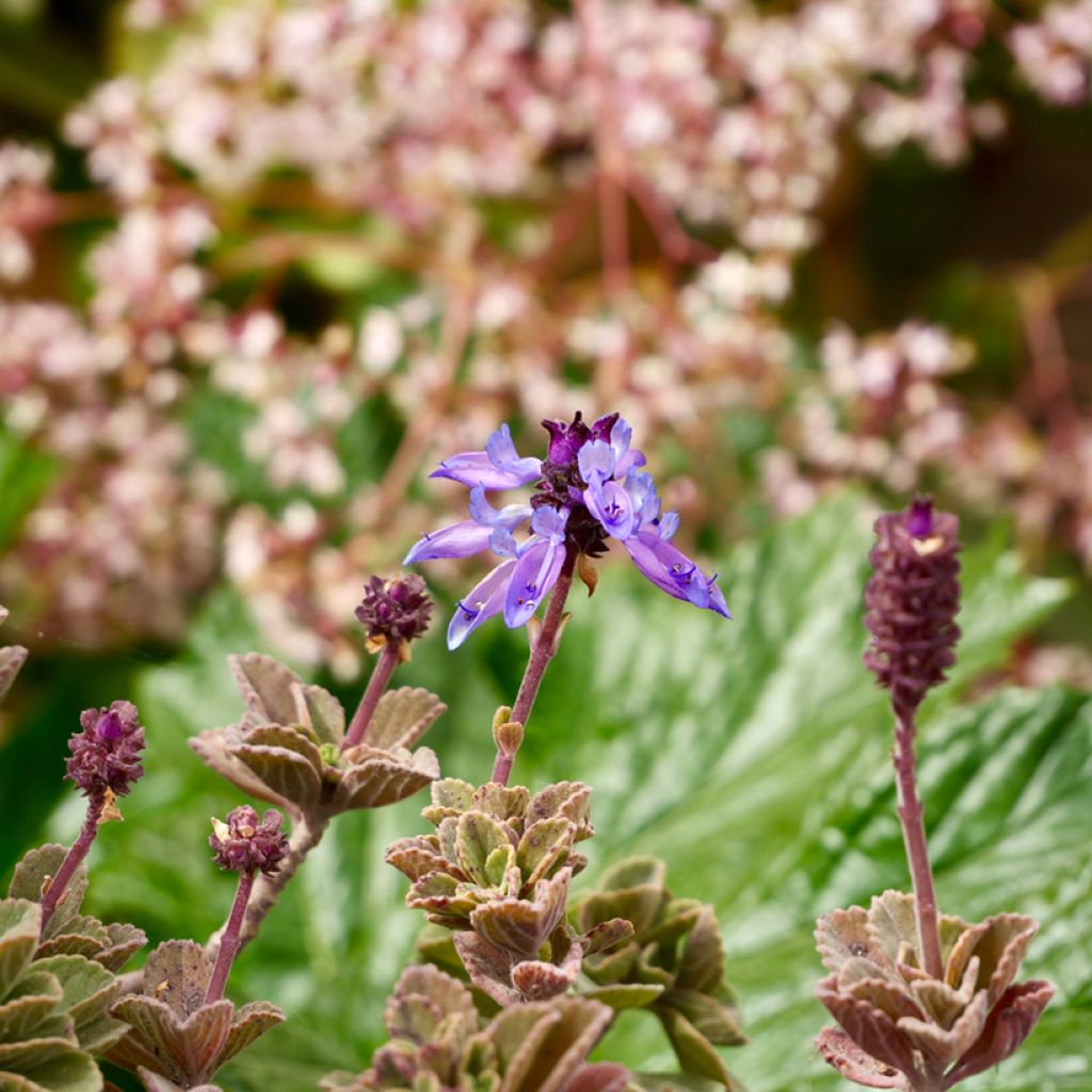 Gros thym antillais - Plectranthus amboinicus