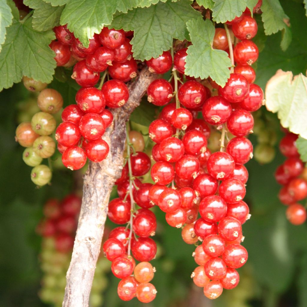 Groseillier à grappes rouges  Jonkheer Van Tets Bio 