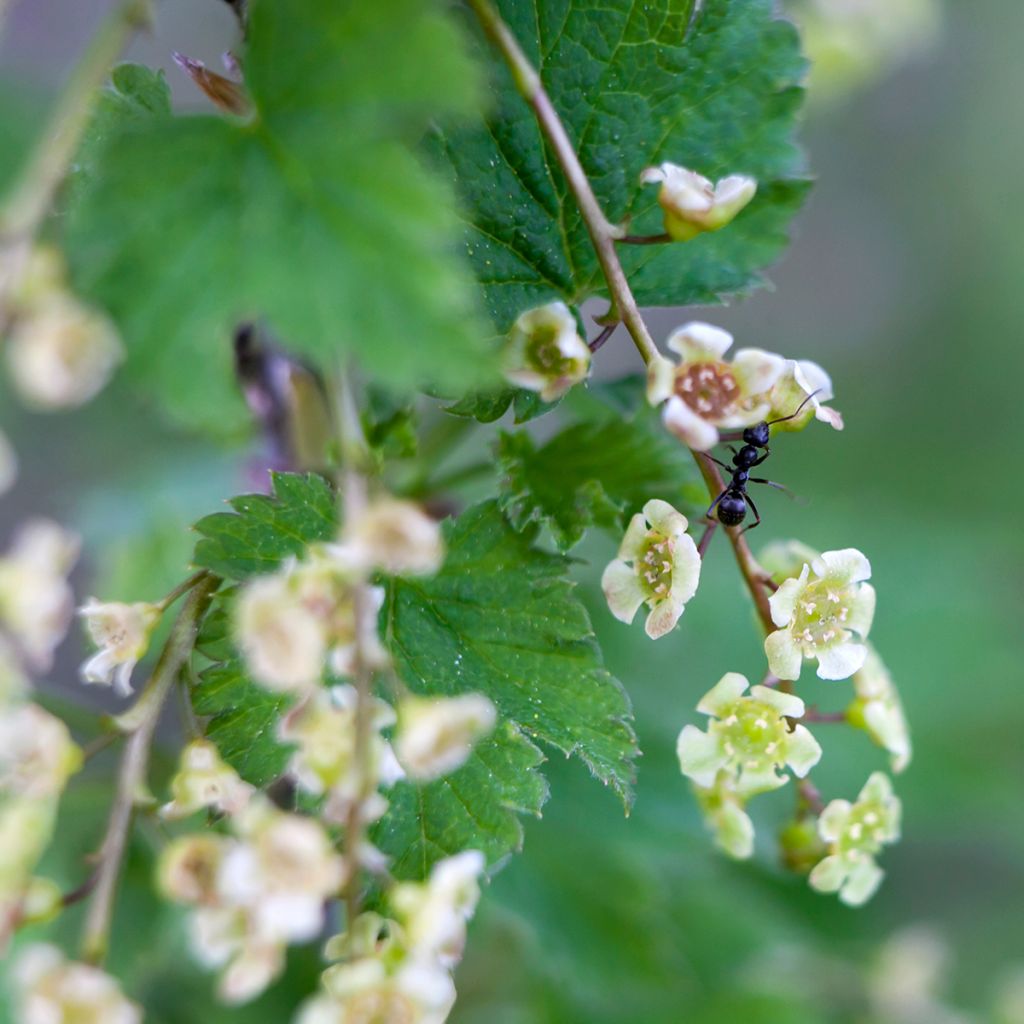 Groseillier à grappes rouges  Jonkheer Van Tets Bio 