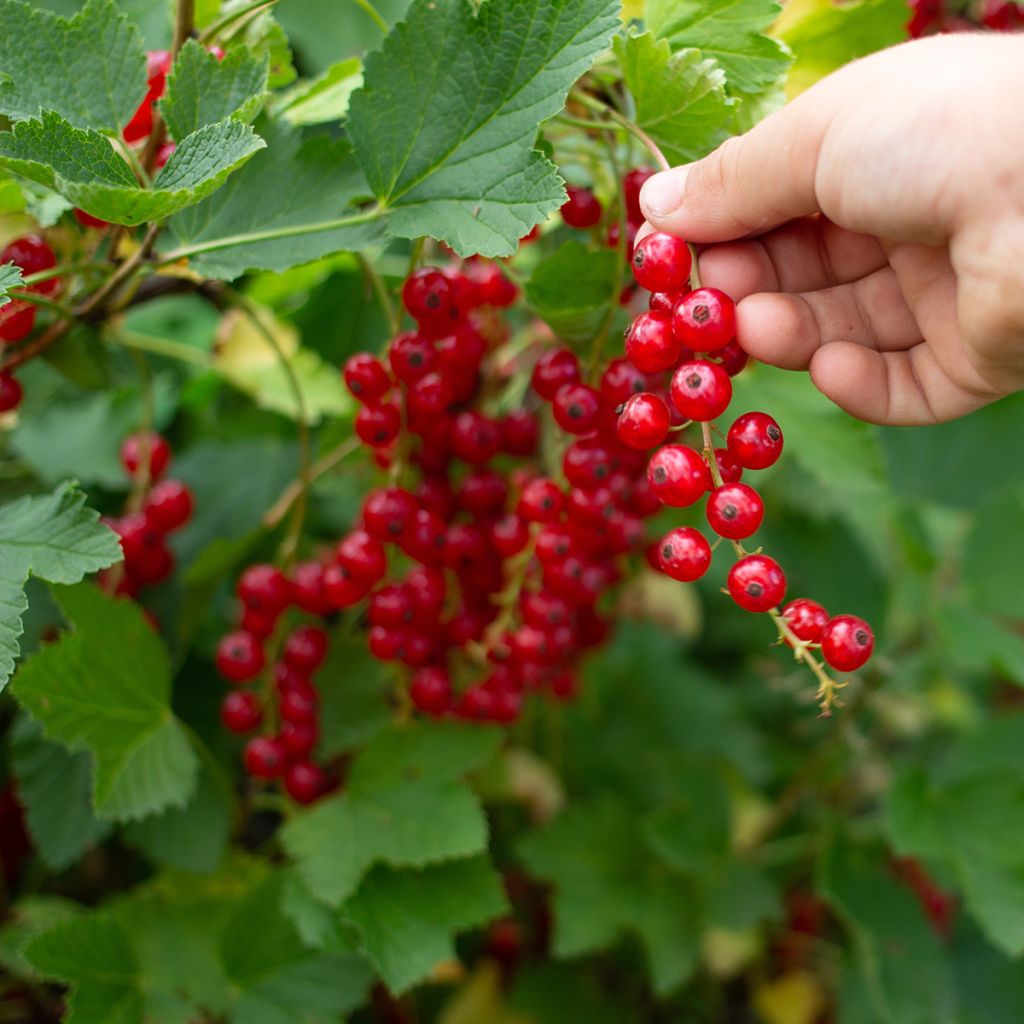 Groseillier à grappes rouges  Jonkheer Van Tets Bio 