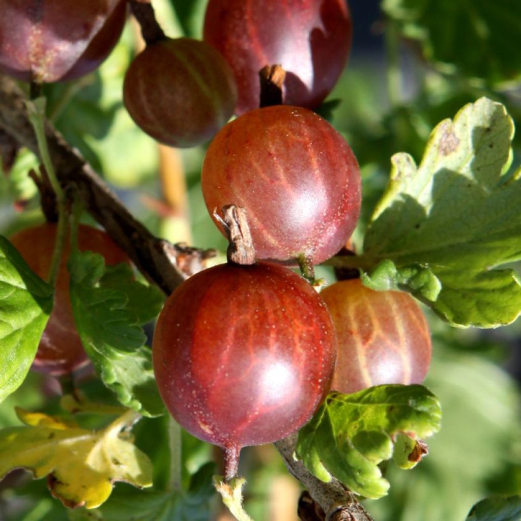 Groseillier à maquereaux Crispa Darling - Ribes uva-crispa