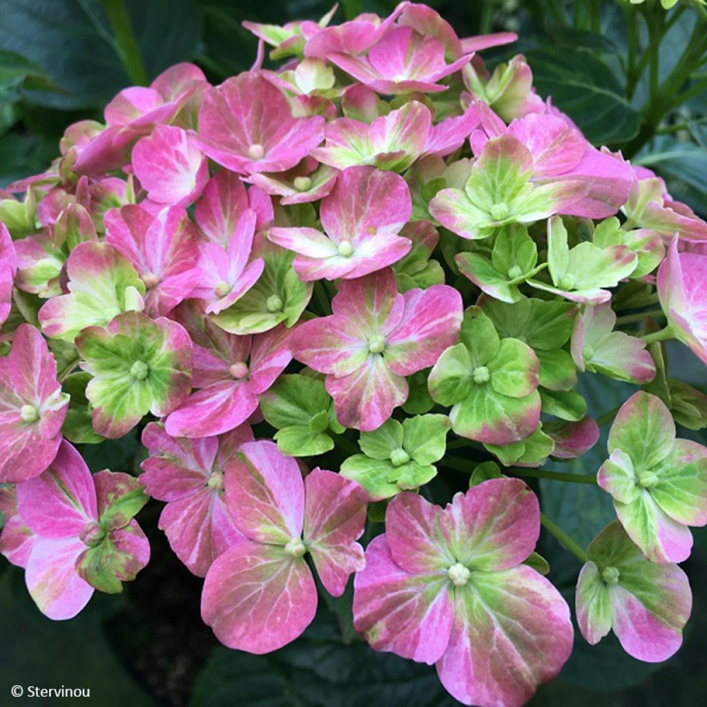 Hortensia - Hydrangea macrophylla Valvert