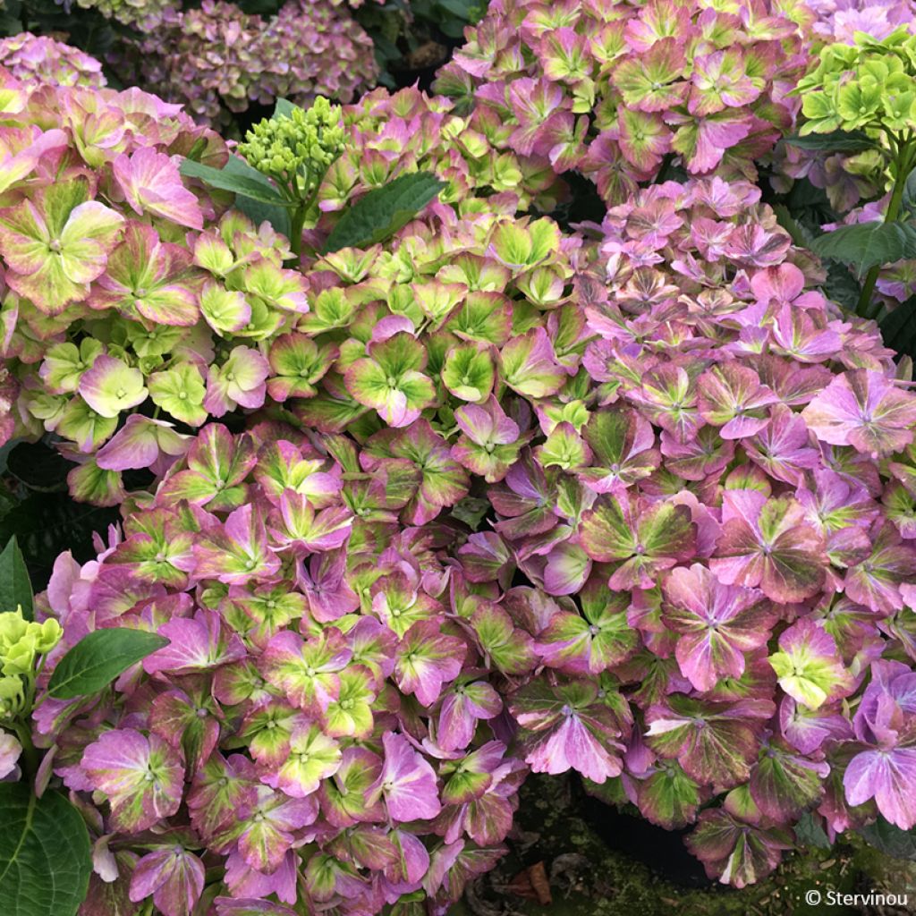 Hortensia - Hydrangea macrophylla Valvert