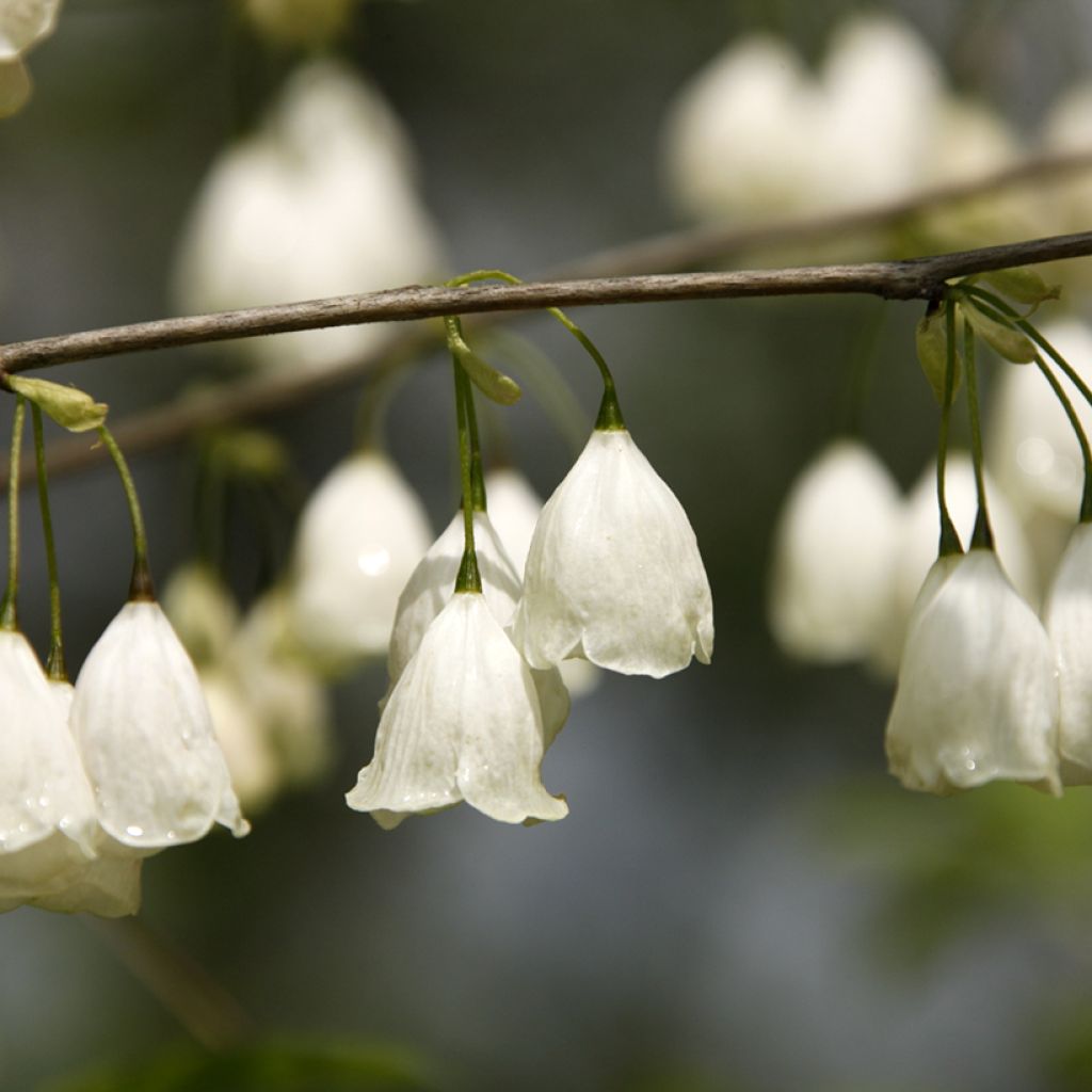 Halesia carolina var. monticola - Arbre aux cloches d'argent