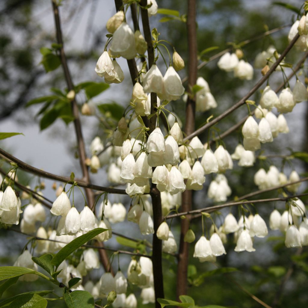 Halesia carolina var. monticola - Arbre aux cloches d'argent