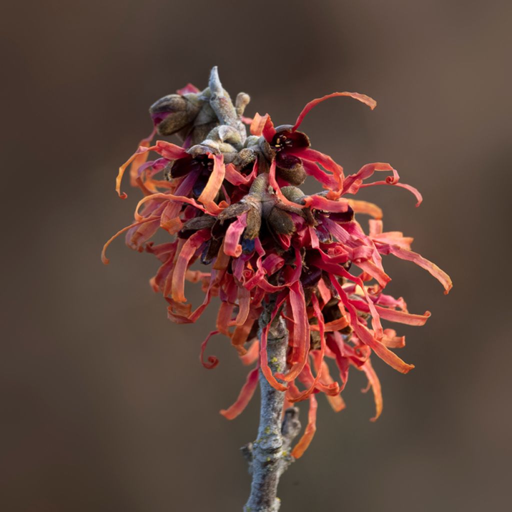 Hamamelis intermedia Diane - Noisetier de Sorcière