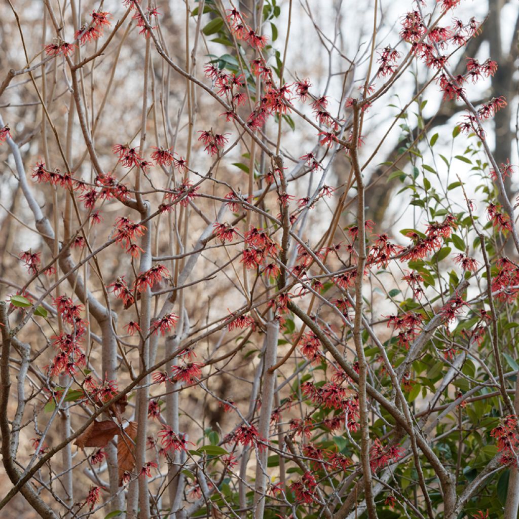 Hamamelis intermedia Diane - Noisetier de Sorcière