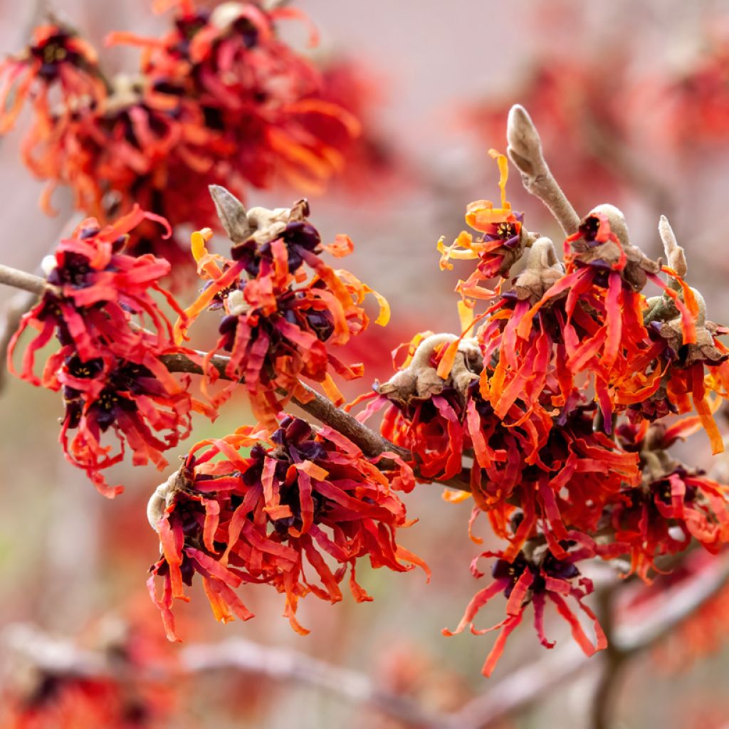 Hamamelis intermedia Diane - Noisetier de Sorcière