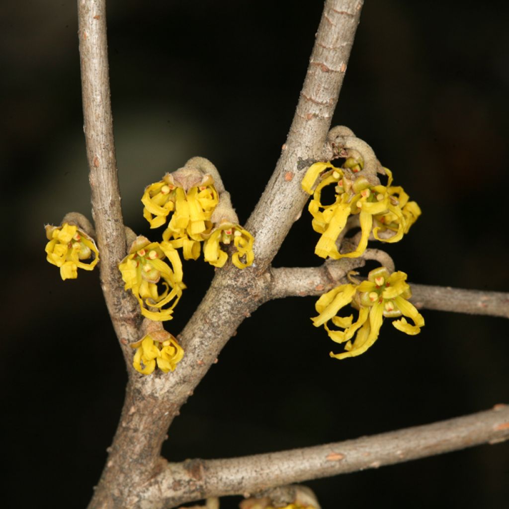 Hamamelis japonica Zuccariniana - Hamamélis du Japon