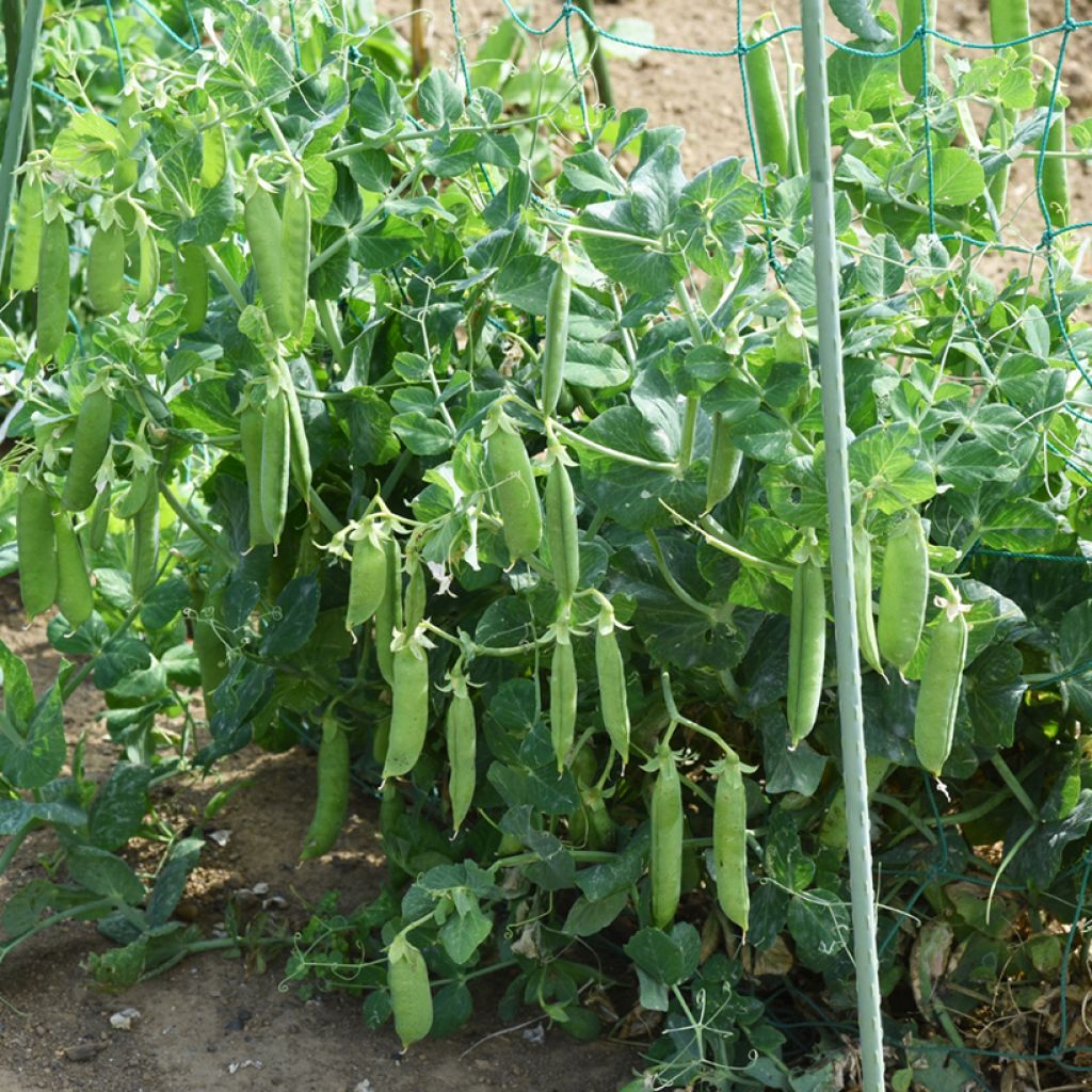 Haricot à rames mangetout Algarve - Coco plat