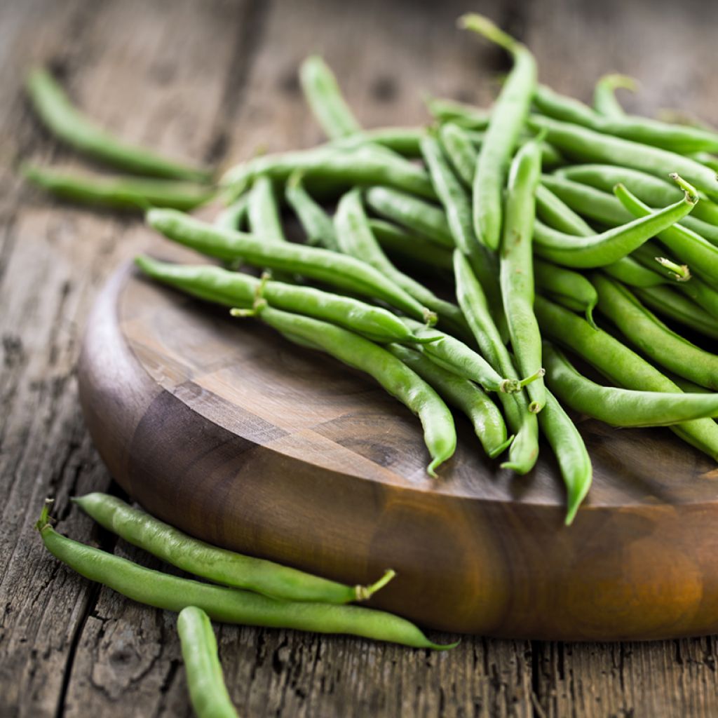 Haricot à rames mangetout Fortex - Vilmorin