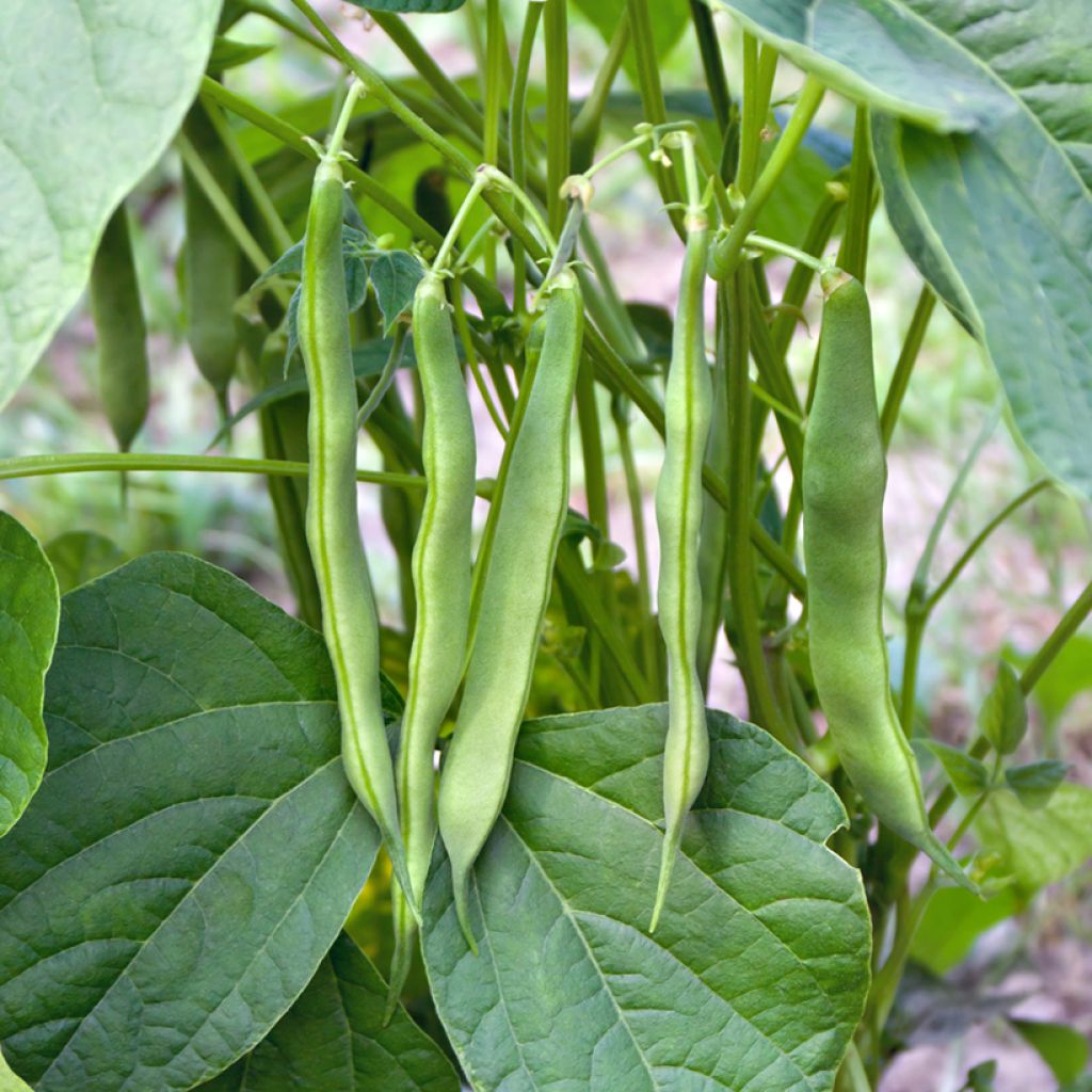 Haricot à rames mangetout Neckarkonigin - Coco plat