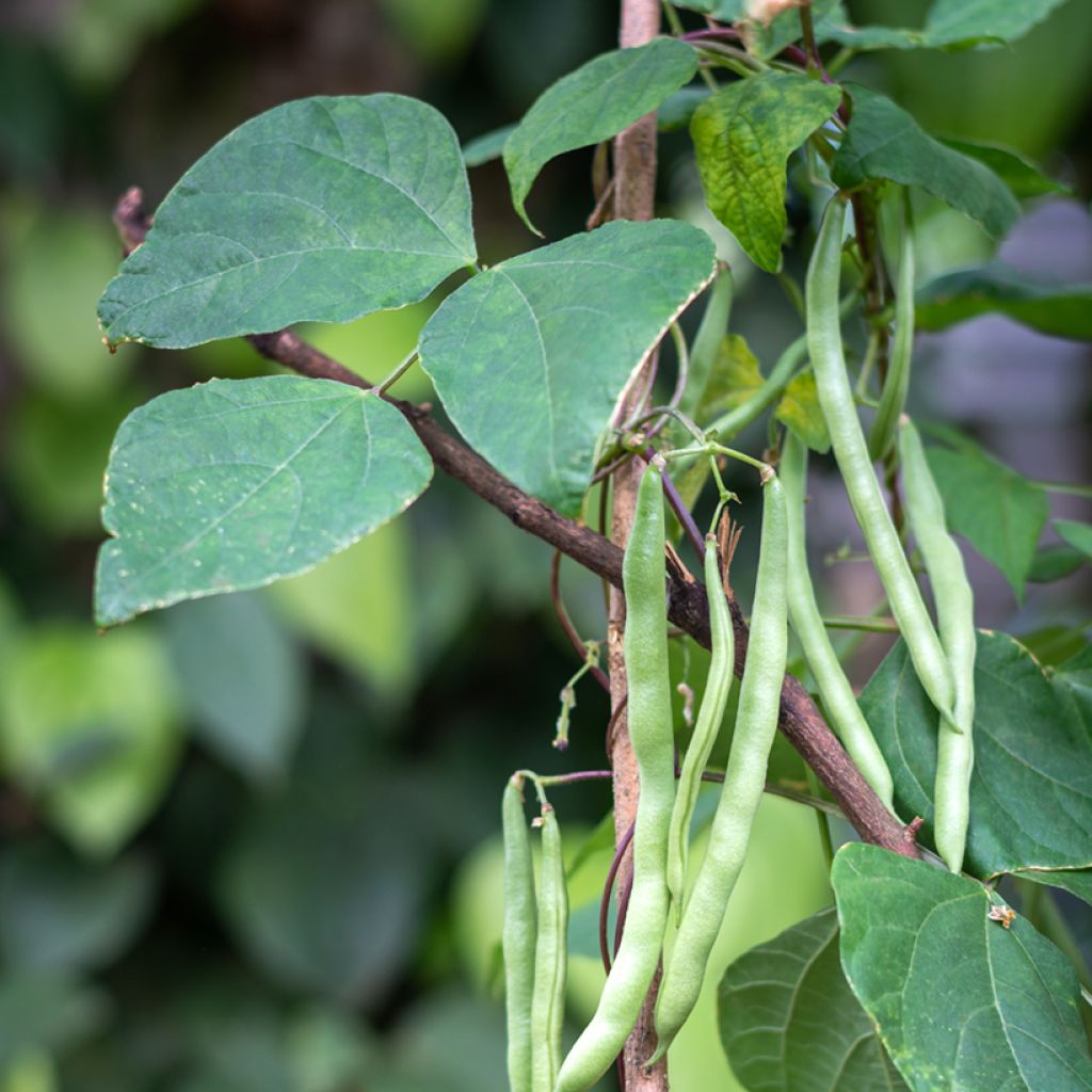 Haricot nain Baccara - Phaseolus vulgaris