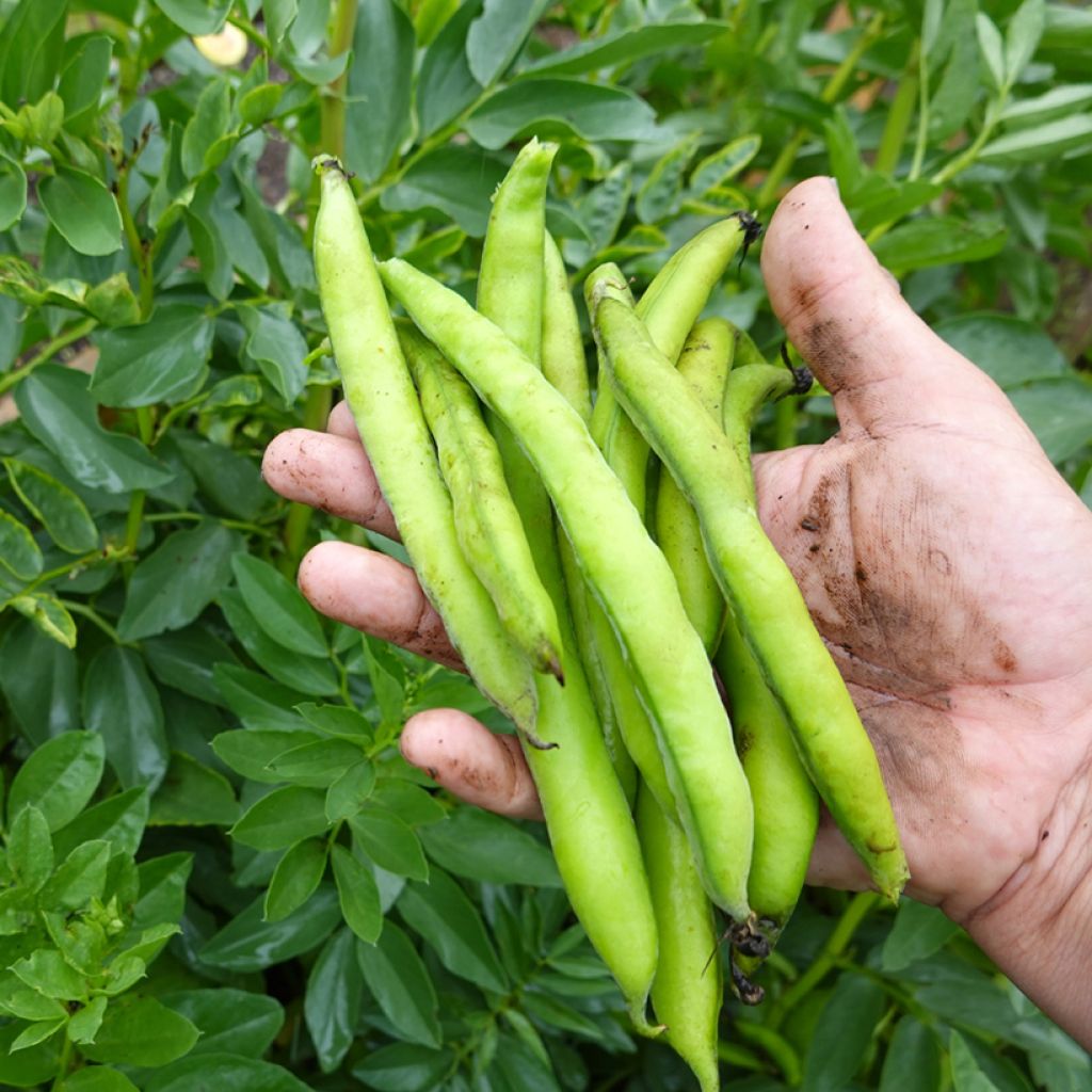 Haricot nain à filet Maxi BIO