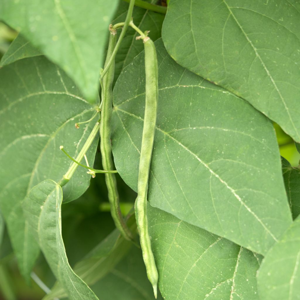 Haricot nain mangetout Primel (Création Vilmorin) - Vilmorin