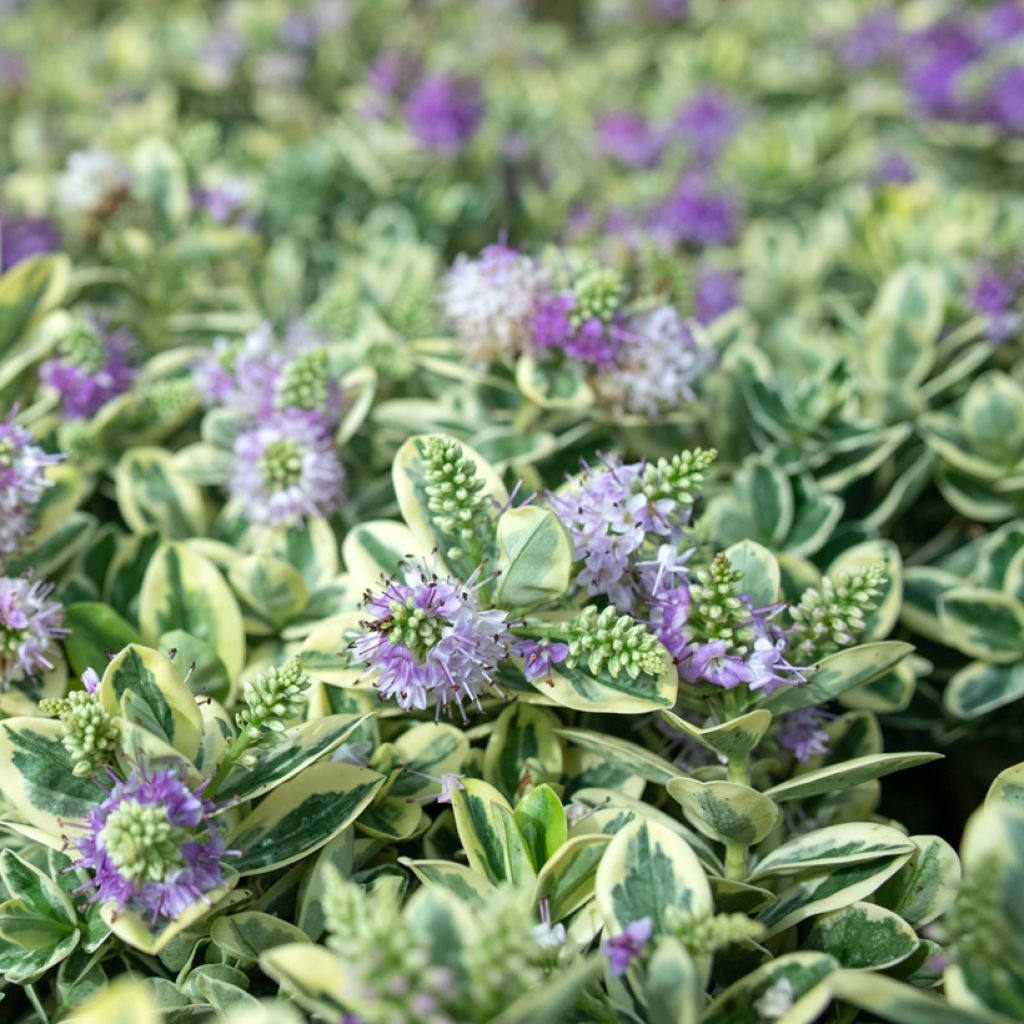 Hebe andersonii Variegata - Véronique arbustive panachée