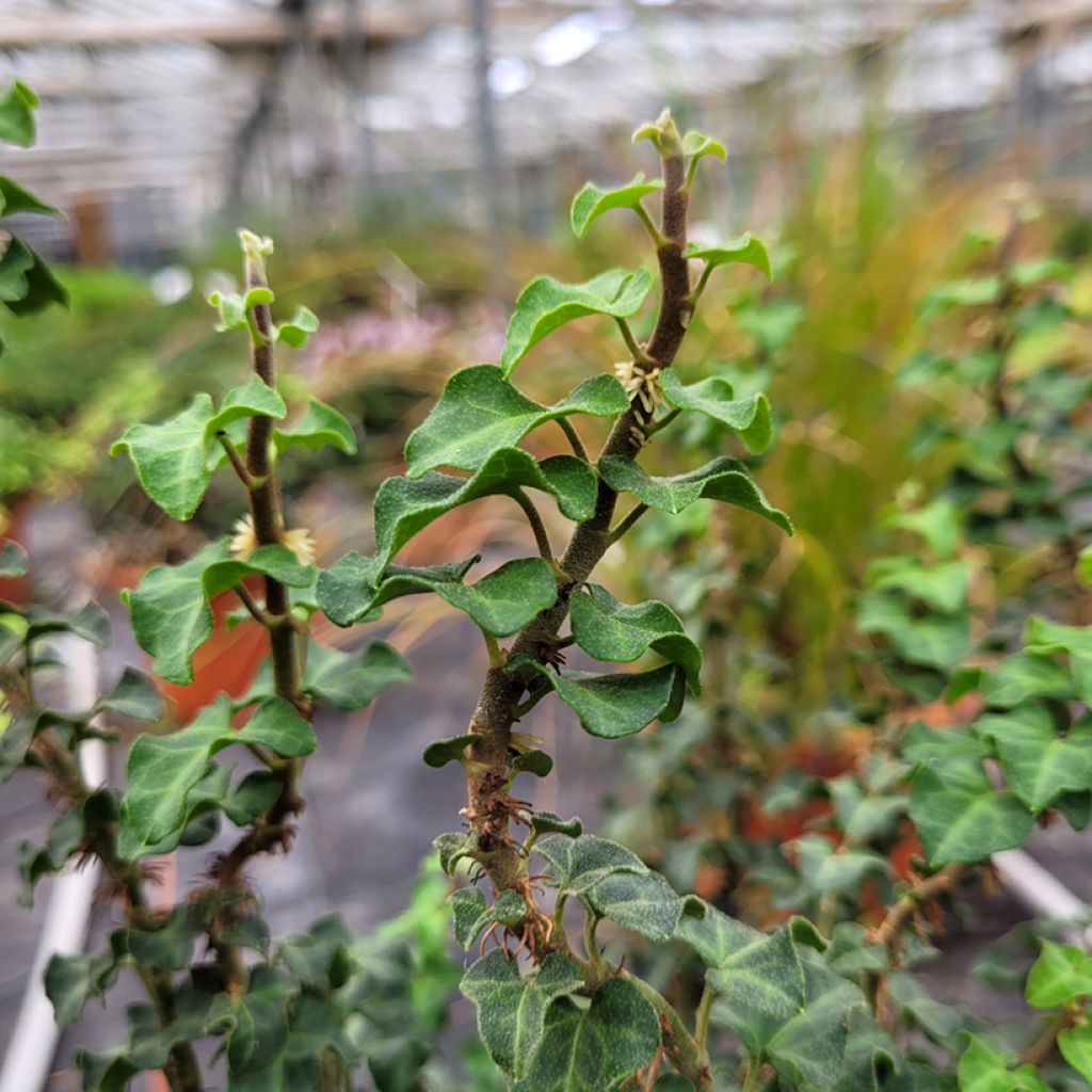 Lierre arbustif - Hedera helix Conglomerata