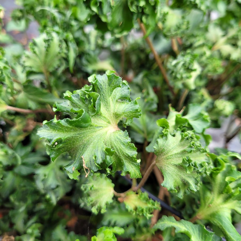 Lierre commun - Hedera helix Filigran