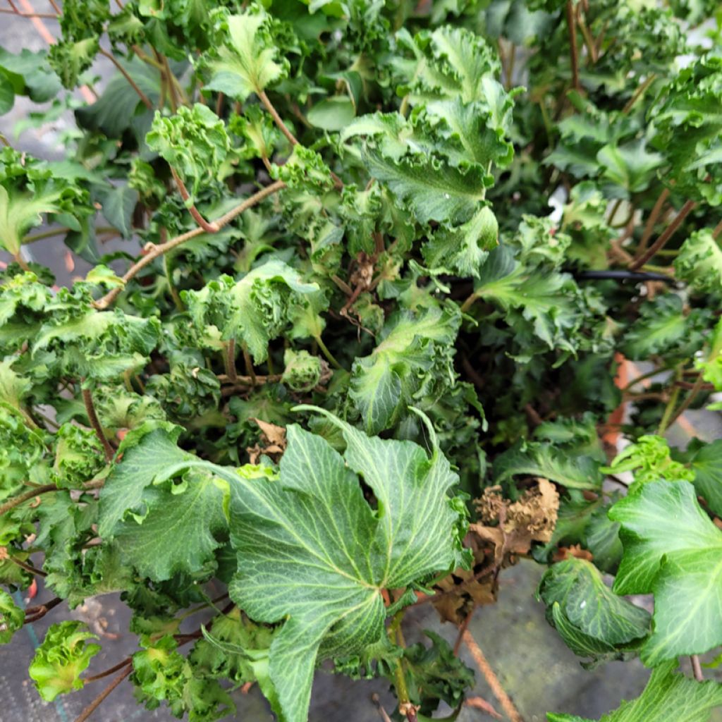 Lierre commun - Hedera helix Filigran