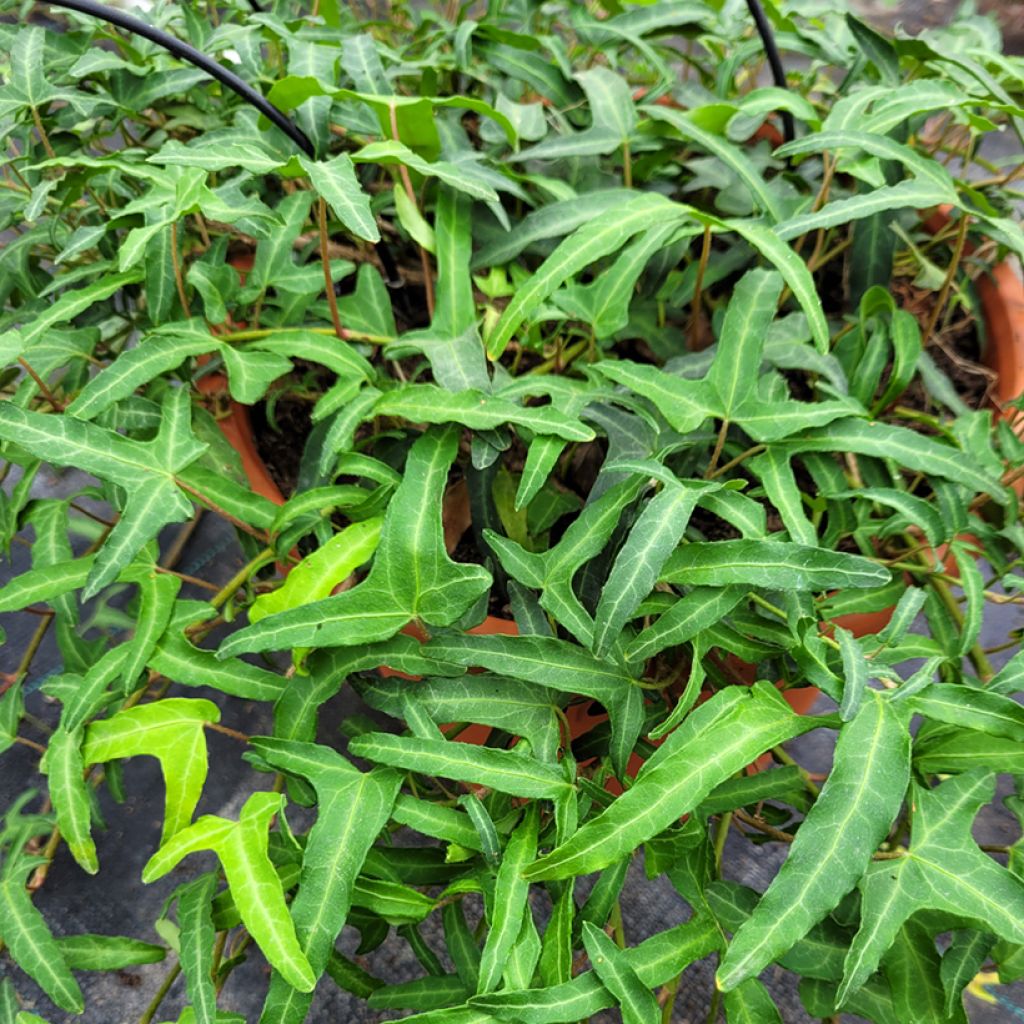 Lierre commun - Hedera helix Kappeln