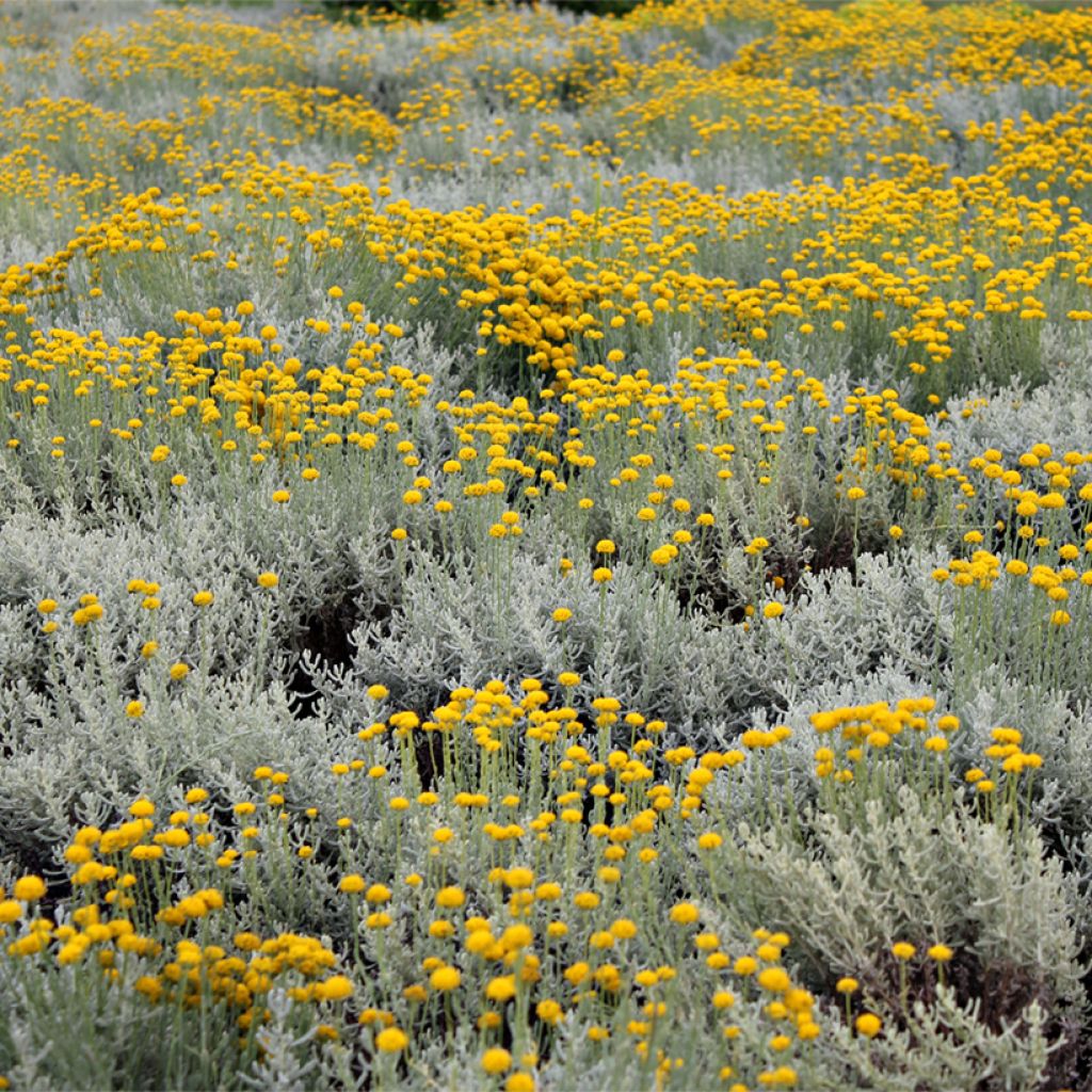 Helichrysum italicum Aladin - Plante curry