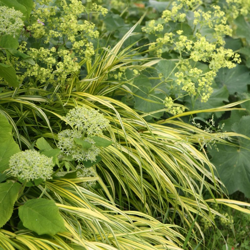 Herbe du Japon - Hakonechloa macra Aureola