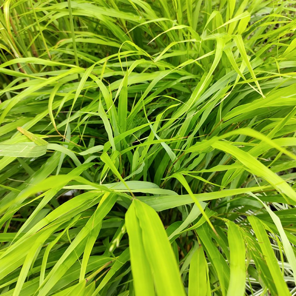 Herbe du Japon - Hakonechloa macra Nicolas