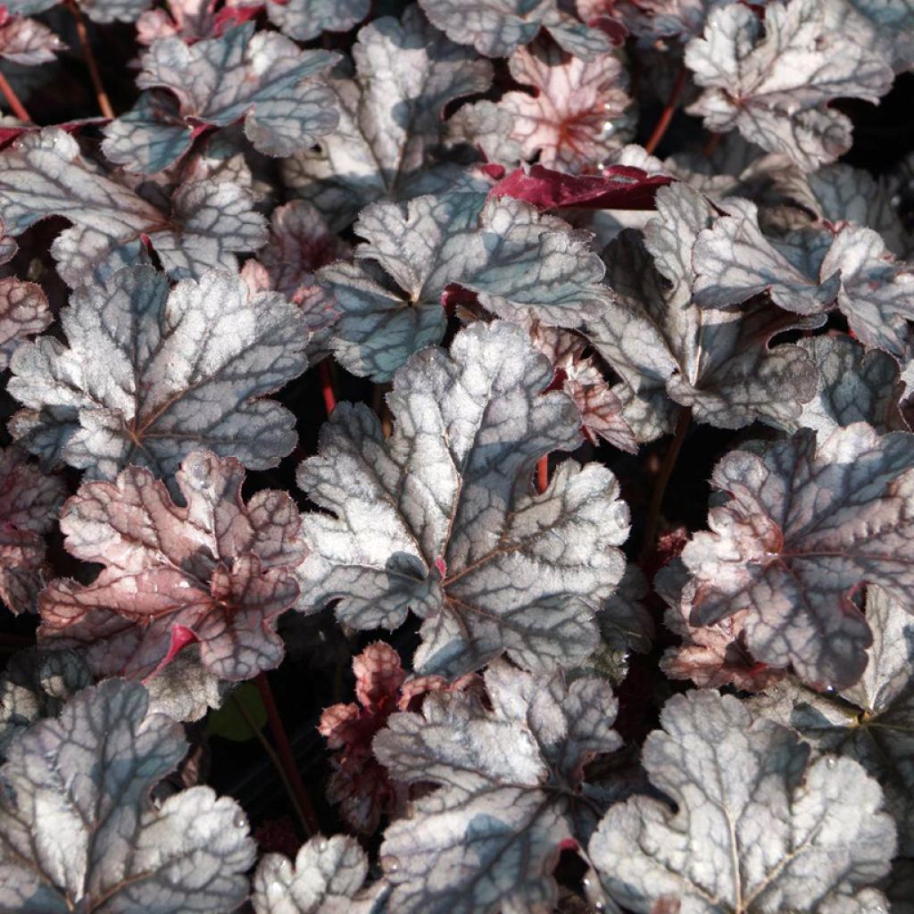 Heuchère - Heuchera Timeless Treasure