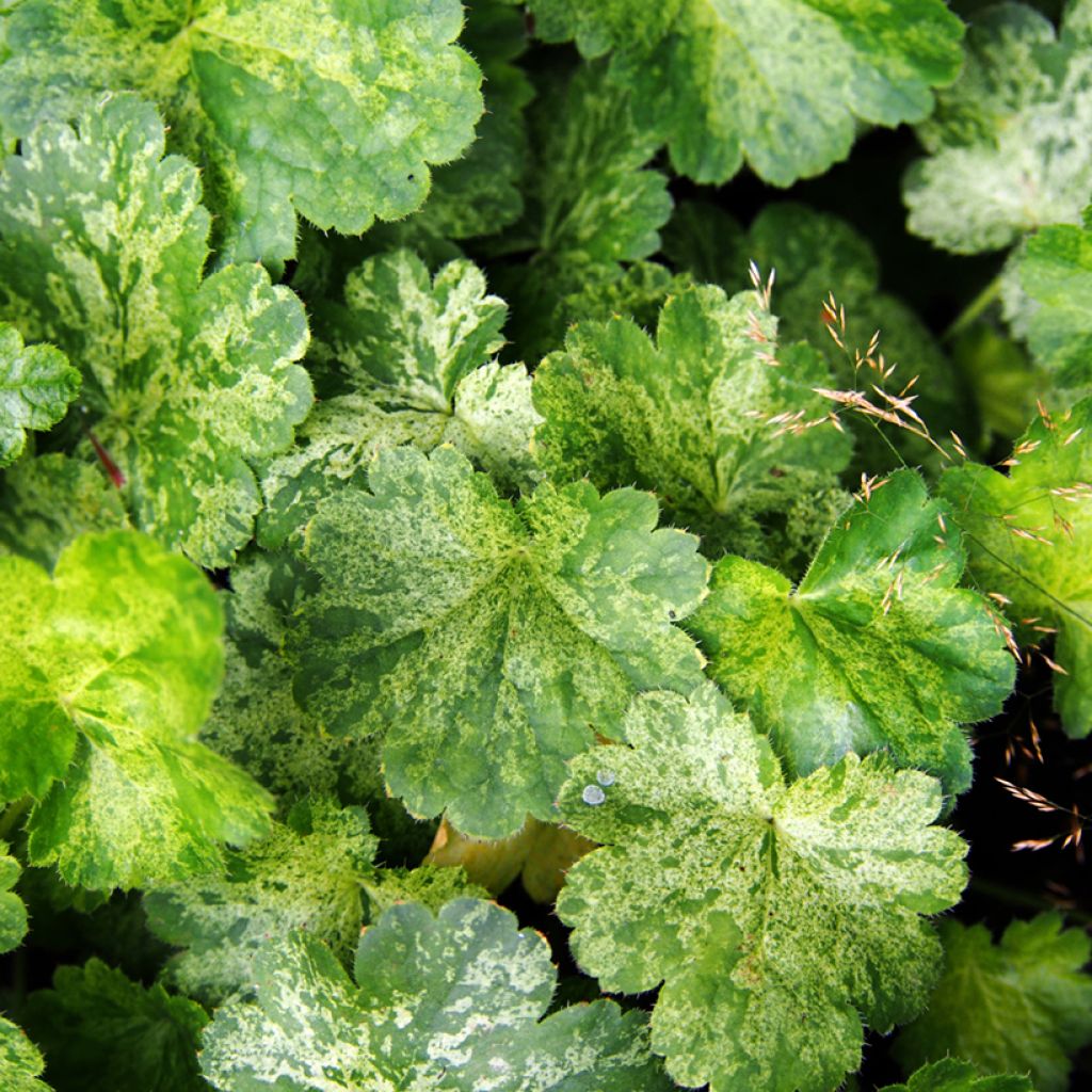 Heuchère, Heuchera sanguinea Snow Storm