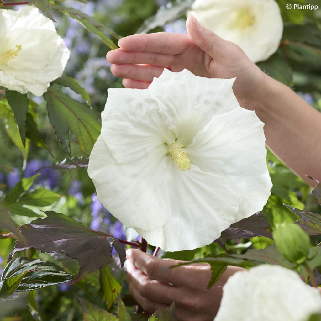 Hibiscus moscheutos Carousel Ghost - Hibiscus des marais