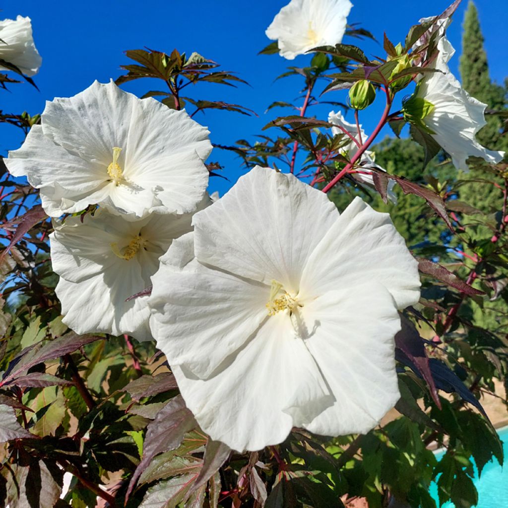 Hibiscus moscheutos Carousel Ghost - Hibiscus des marais