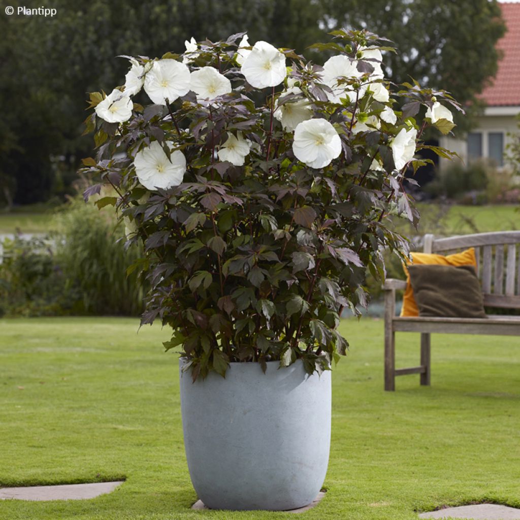 Hibiscus moscheutos Carousel Ghost - Hibiscus des marais