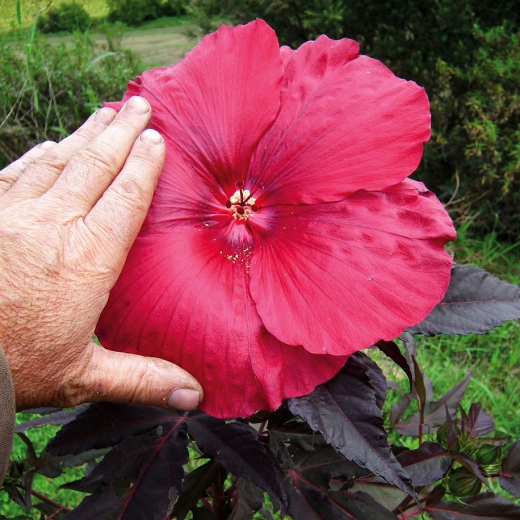 Hibiscus moscheutos Geant Red - Hibiscus des marais en pot de 1L/1,5L