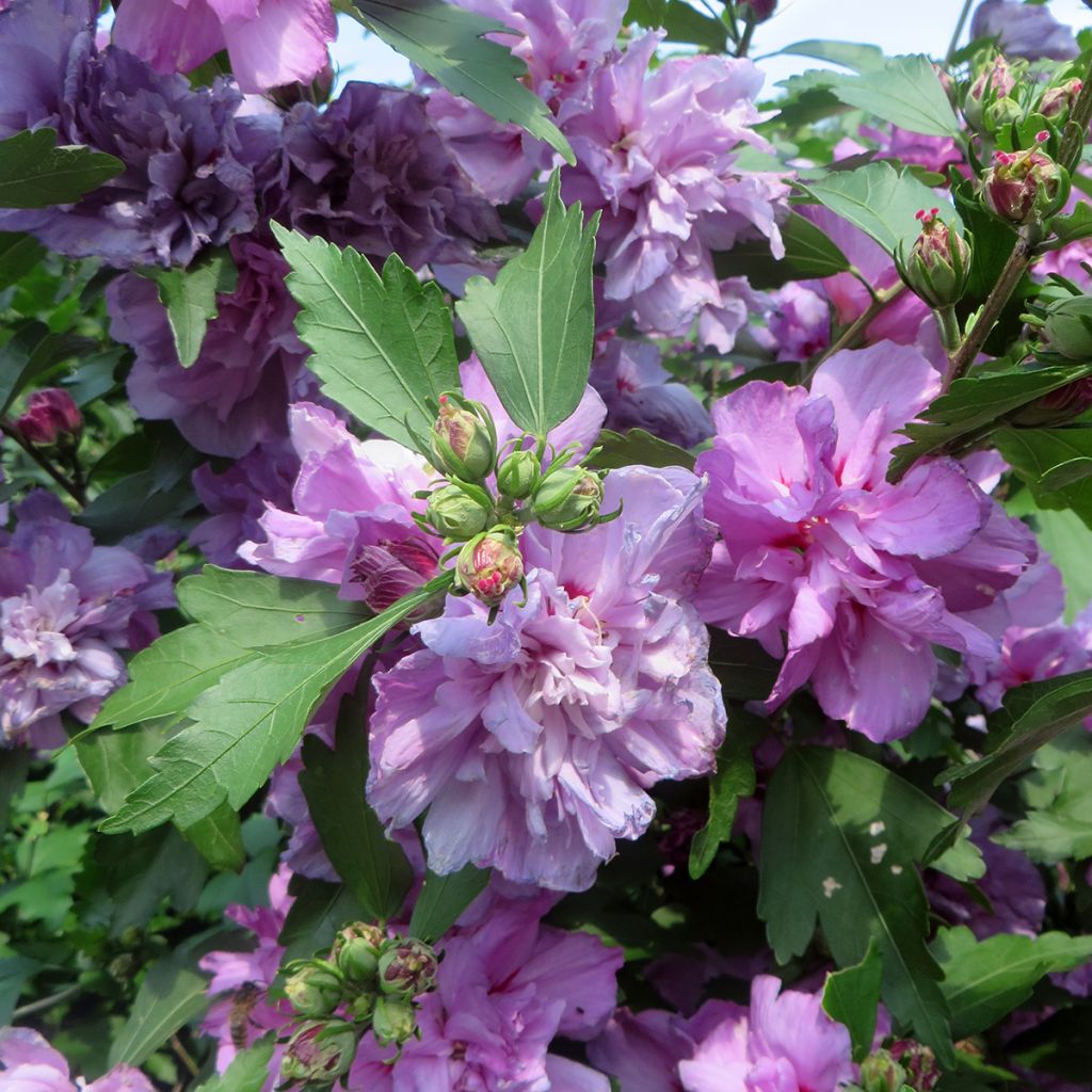 Hibiscus syriacus Ardens - Althéa double