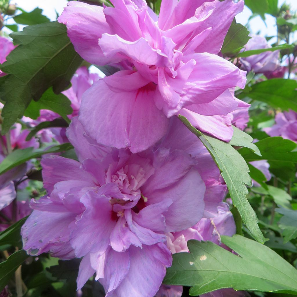 Hibiscus syriacus Ardens - Althéa double