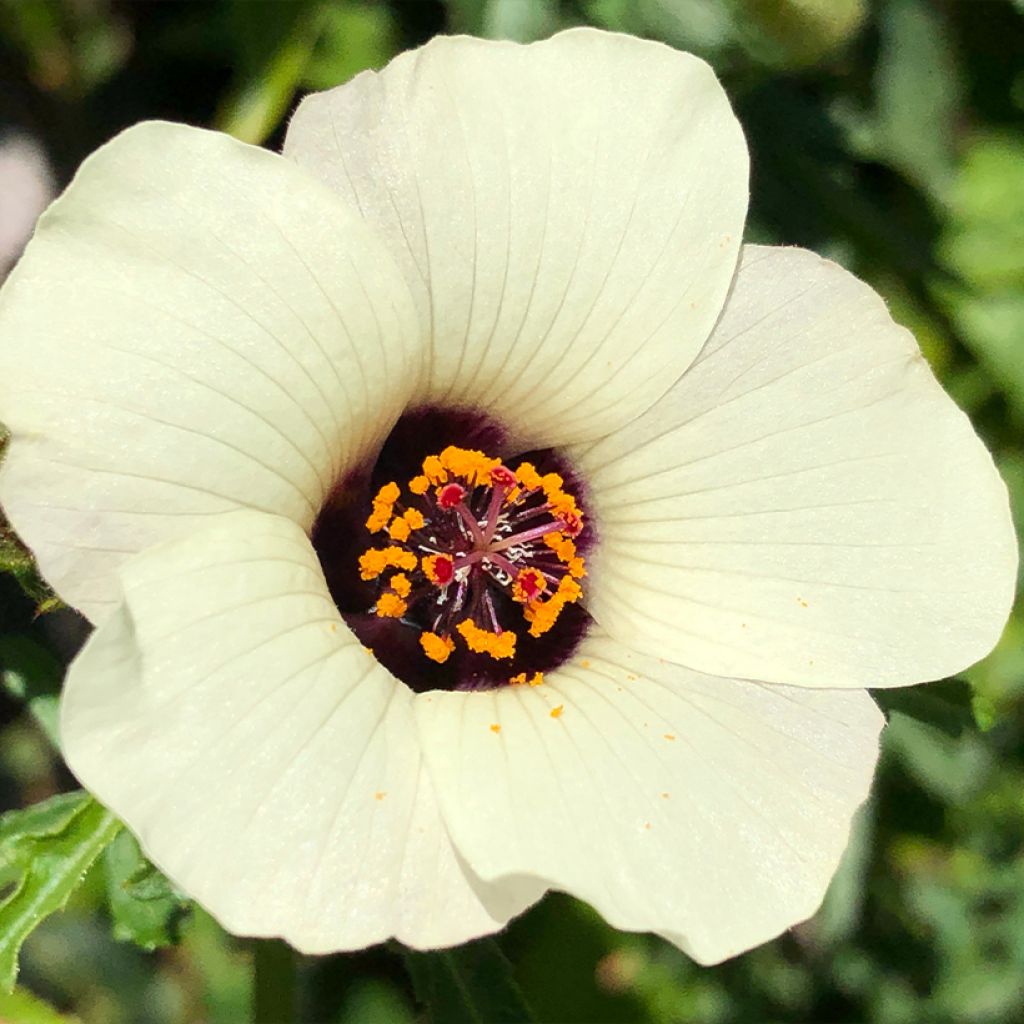 Hibiscus trionum - Ketmie d'Afrique, Fleur d'une heure