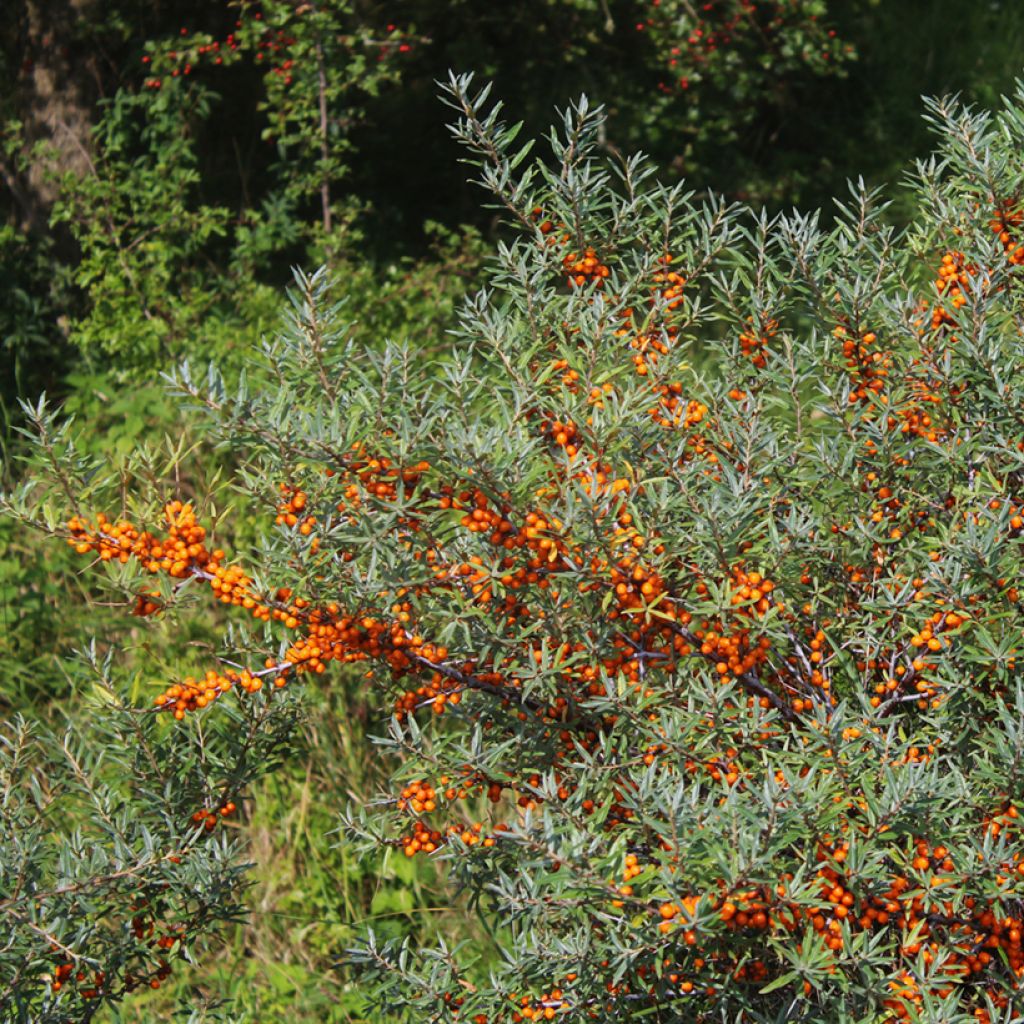 Hippophae rhamnoides Sirola - Argousier femelle